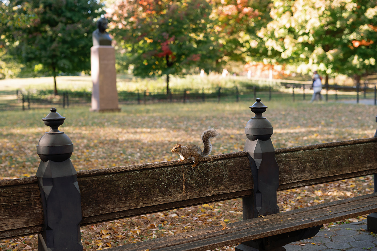 Squirrel on a bench in in Central Park in the fall