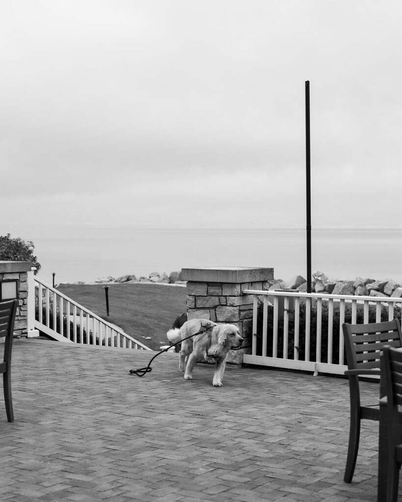 Dog running to his owners